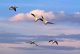 Snow Geese & Clouds_73288